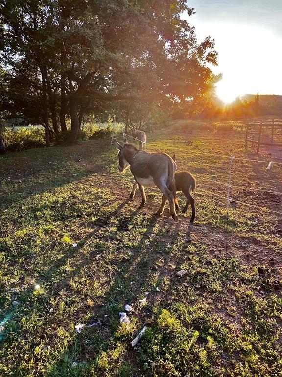 Jouques Centre Mediation Equine La Daousteヴィラ エクステリア 写真