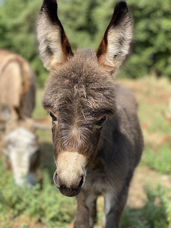 Jouques Centre Mediation Equine La Daousteヴィラ エクステリア 写真