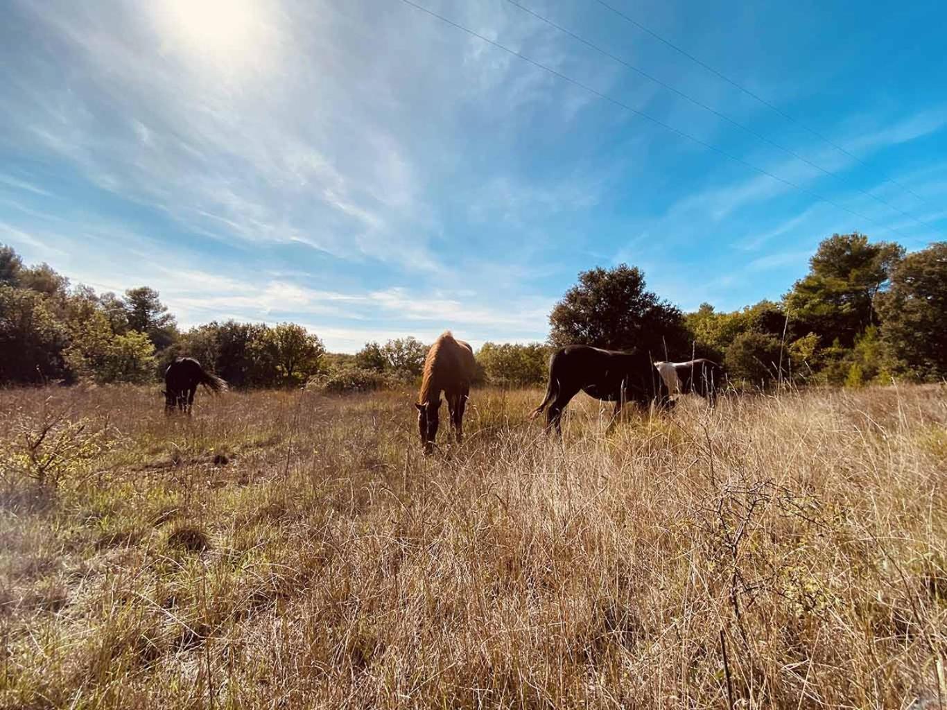 Jouques Centre Mediation Equine La Daousteヴィラ エクステリア 写真