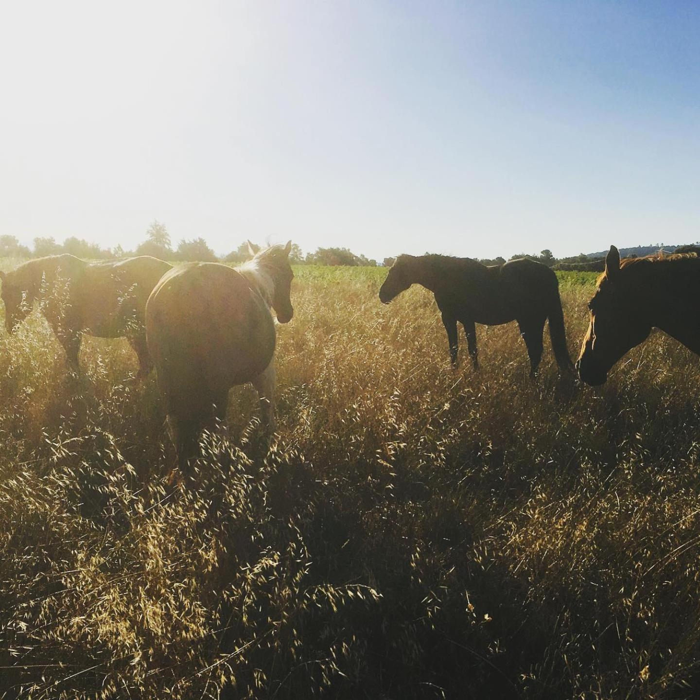 Jouques Centre Mediation Equine La Daousteヴィラ エクステリア 写真