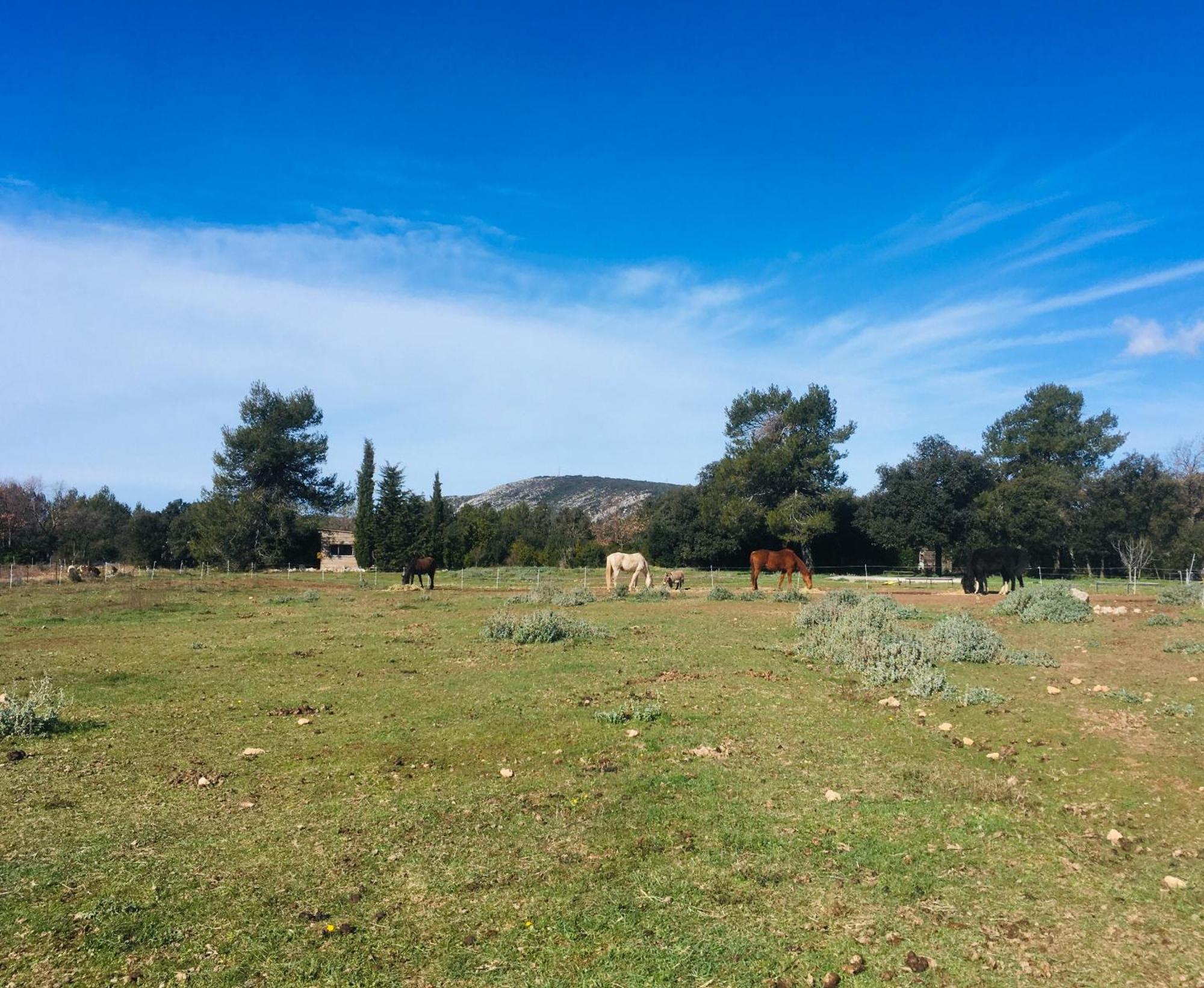 Jouques Centre Mediation Equine La Daousteヴィラ エクステリア 写真